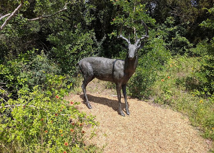 Lady Bird Johnson Wildflower Center photo