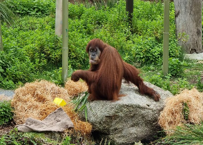 Melbourne Zoo photo