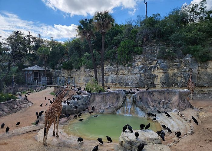 San Antonio Zoo and Aquarium photo