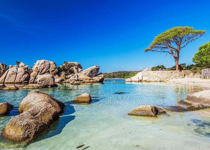 Palombaggia Beach Famous pine tree near lagoon on Palombaggia beach, Porto-Vecchio ... photo