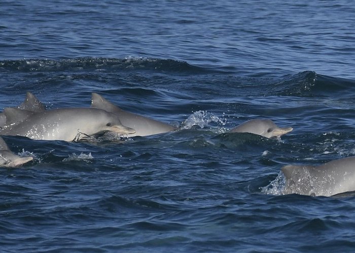 Baleia Jubart Institute International recognition of iconic whale and dolphin paradises of ... photo