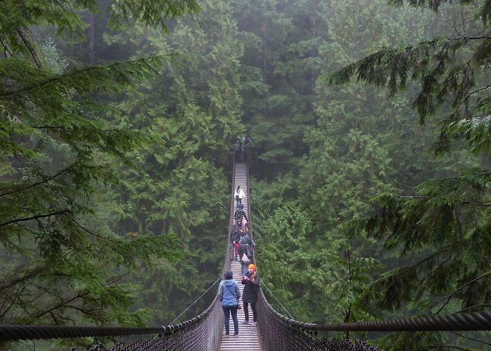 Lynn Canyon Park Braving the rain at Lynn Canyon Park and Suspension Bridge – Brown ... photo