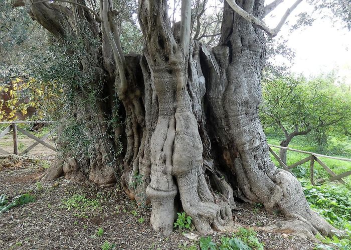 Parco della Favorita Il Patriarca della Favorita: l'ulivo millenario di Palermo ... photo