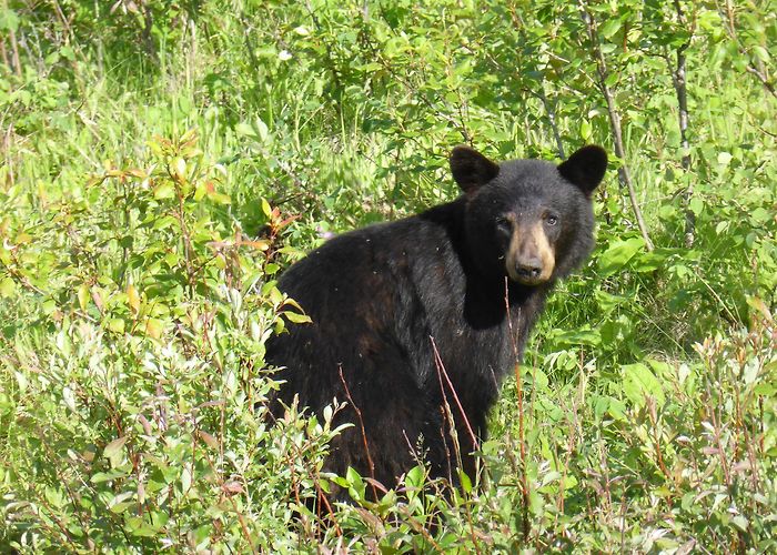O'Brien Provincial Park Grande Prairie RCMP warning locals of bear activity at O'Brien ... photo