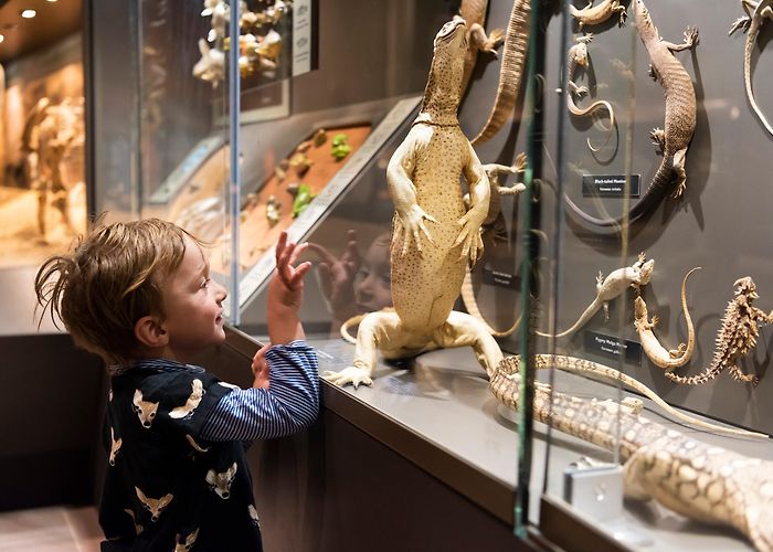 Museum of Central Australia Museum of Central Australia photo