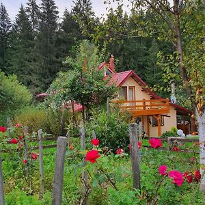 Forest Vibes Spa Hotel Câmpu lui Neag Exterior photo