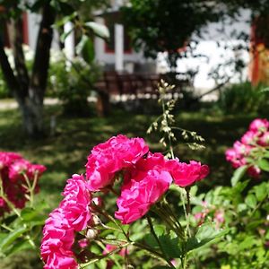 Pensiunea Deceneu Hotel Slănic Exterior photo