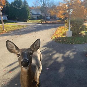 Deer Paradise In Quispamsis Near Saint John Apartment Rothesay Exterior photo